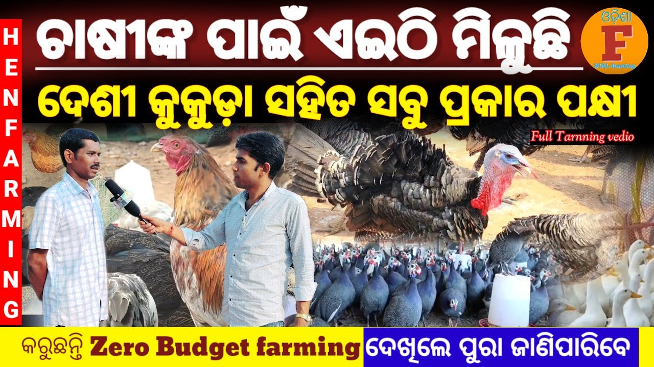 ଚାଷୀଙ୍କ ପାଇଁ ଏଇଠି ମିଳୁଛି ଦେଶୀ କୁକୁଡ଼ା ସହିତ ସବୁ ପ୍ରକାର ପକ୍ଷୀ/All types Desi Hen,Turky, Available here