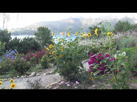 Βίντεο: Καλλιέργεια βοτάνου St. John's Wort - Χρήσεις και καλλιέργεια φυτού St. John's Wort