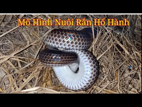 Cập Nhật Hơn 73 Về Mô Hình Nuôi Rắn Hổ Hành Hay Nhất - Thdonghoadian