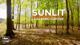 🌳Sunlit Calming Grove: flying freely in beautiful forest
