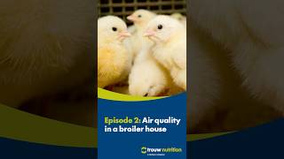 FarmTalks Episode 2 - Air quality in a broiler house #poultry  #africa  #farming #middleeast