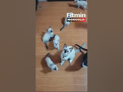 Siamese муурны үүлдэр - YouTube