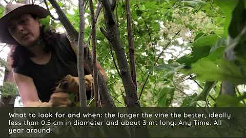 Weaving with Invasive Plants: English Ivy (Hedera helix)