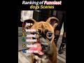 Dogs and lemons #funny #ranking #dog #cute