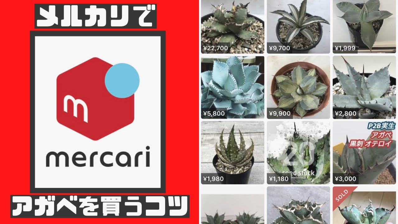 メルカリでアガベを買う時の注意点！失敗しないポイントを紹介！ - YouTube
