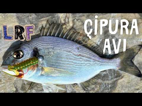 ÇİPURA BU SİLİKONA DELİRDİ !.. Vuruş Kesmedi - Kısa Süreli Atçek Spin Lrf Çipura Balık Avı