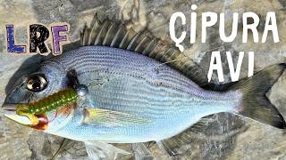 Çi̇pura Bu Si̇li̇kona Deli̇rdi̇ .. Vuruş Kesmedi - Kısa Süreli Atçek Spin Lrf Çipura Balık Avı
