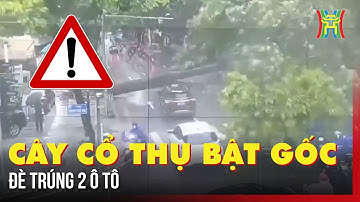 Gốc cây cổ thụ bật gốc, đè trúng 2 ô tô