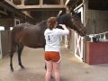 a step-by-step guide to simple horse grooming