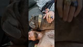 bigmike pitbull disciple gray deep tissue therapy for pain induced anxiety and stress