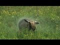 Лосиха с лосенком в дождь. Elk and cub in the rain.