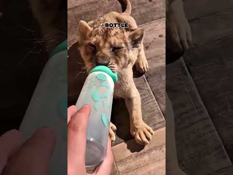 A Dangerous Joke Gone Right