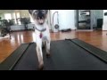 Janet loper  my 7 month old seal point siamese first treadmill challenge