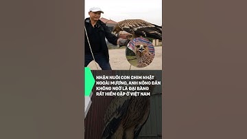 Nhận nuôi con chim nhặt ngoài mương, anh nông dân không ngờ là giống đại bàng rất hiếm ở Việt Nam
