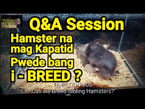 Video: Paano Sasabihin Sa Isang Lalaking Hamster