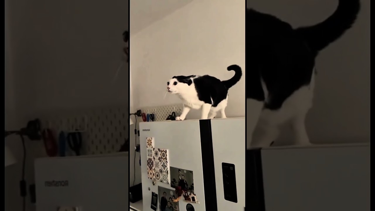 Cats Glitching in Real Life 😼💻 | Weirdest Feline Behavior Compilation 