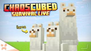 Chaos Cubed Llama Stream In Minecraft Survival