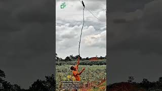 Agile Field Rescue: Safely Retrieving a Slow Loris from High Wires #satisfying #shorts