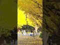 銀杏並木