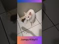 Jumpy Kitty