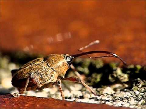Video: Curculio-Insekten der Kuherbse kontrollieren: Wie man Anzeichen von Curculio der Kuherbse erkennt