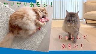 ケリケリ枕が大好きなオリーと、猫じゃらしが大好きなレムち【大きい猫 メインクーン】 by メインクーンのオリバーとレム 1,146 views 1 year ago 4 minutes, 2 seconds