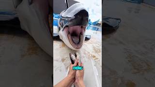 Anh Chàng Này Đã Chăm Sóc Chú Cá Voi Của Mình Rất Tốt