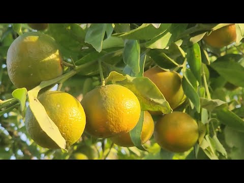 موسم مبش ر لفاكهة الكلمنتينا في قطاع غزة
