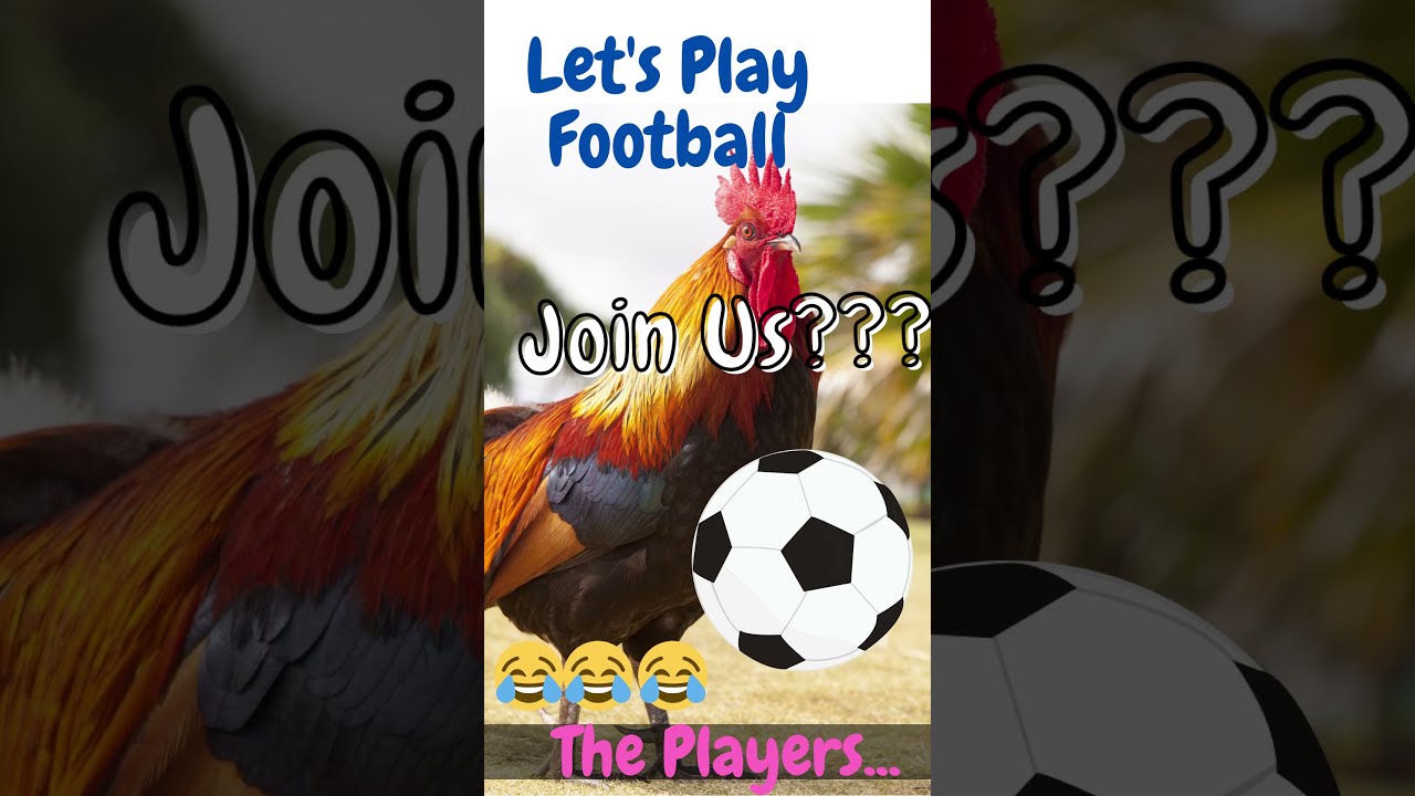 Let's Play Football??? Chickens playing Football..Amazing Chicken/s.. 