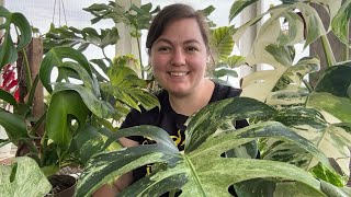 Download lagu Monstera Mania! | All of the Monstera Deliciosa I am Growing! 