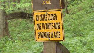 Maquoketa Caves State Park and White Nose Syndrome