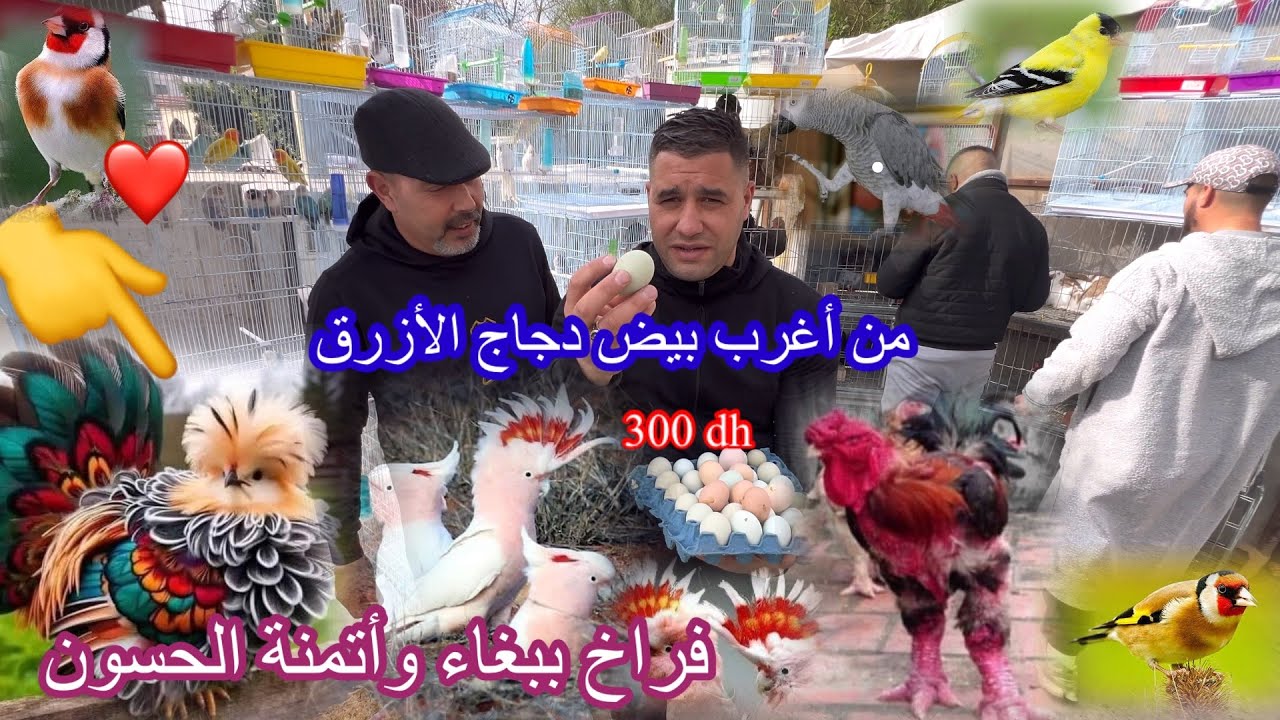 اليوم صبحا في سوق #طنجة_أغرب #بيض🥵-#دجاج لي ❤️أتمنة ديالو 300درهم 😱وجميع -#الحسون 👍🏻وأفراخ ببغاء 🦜 ￼