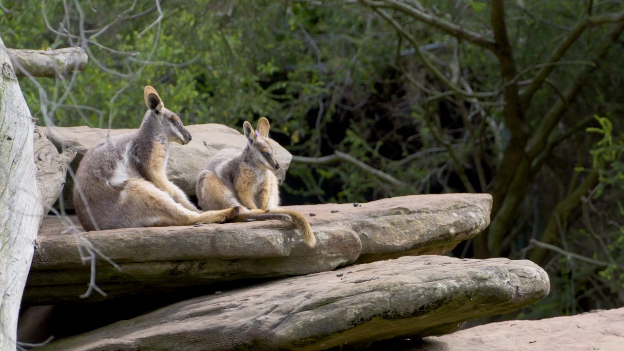 check   exciting street art  adelaide zoo youtube