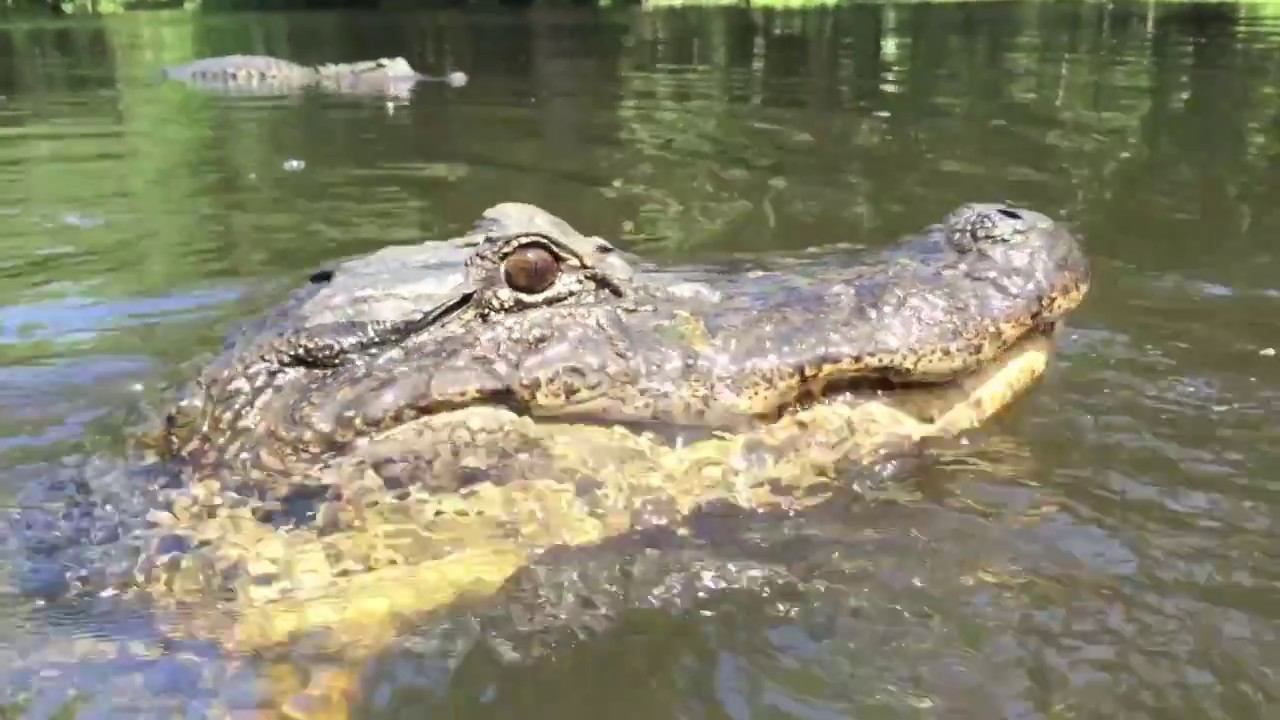 Louisiana Gators YouTube