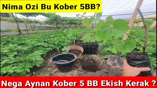 Ozimizni Uyga Kober 5 Bb Yovvoyi Uzumidan Ekdik.batafsil Malumotlar Da 