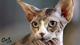 Sphynx Cats Top Facts