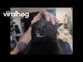 Void Cat In Head Scratch Heaven || ViralHog