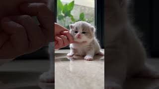 Gemesnya anak kucing 😆