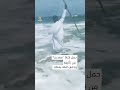 كاد أن يغرق.. فغرقت معجزته المزيفة وعاد إلى الشاطئ