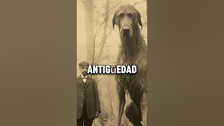 This is how big dogs were before #shorts