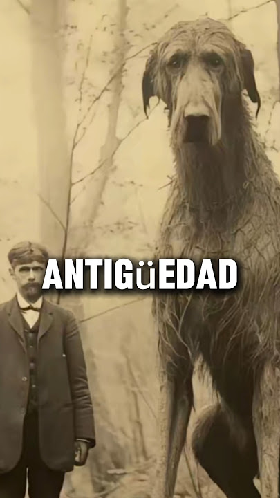 This is how big dogs were before #shorts