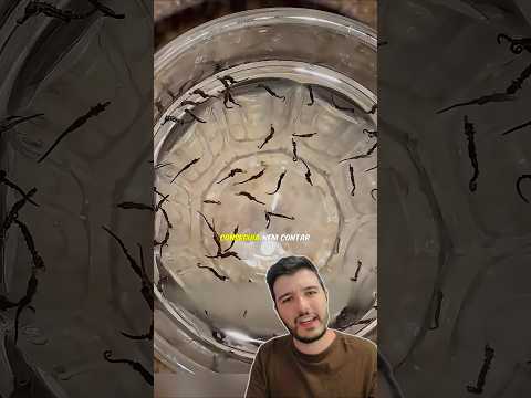 Ele Criou um EXÉRCITO DE CAVALOS MARINHOS! 😱