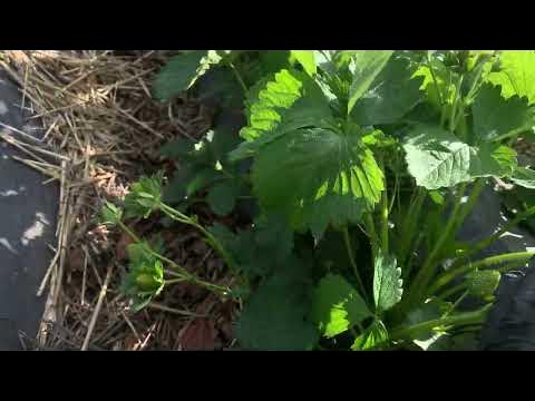 Клубника сорт Квики - YouTube