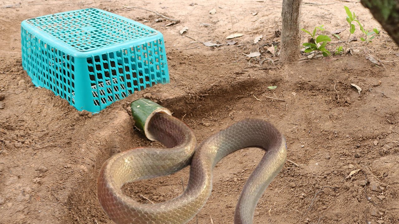 Easy Snake Trap - Build Deep Hole Underground Snake Trap Using Bamboo And Plastic Basket - YouTube