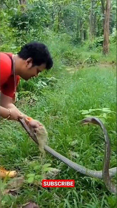 KING KOBRA gak punya harga diri wkwkwk. @PANJIPETUALANG_REAL #shorts #short