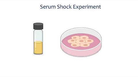 Cellular Oscillators