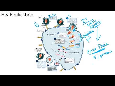 The HIV Viral Replication Cycle