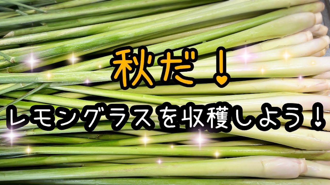 ＃レモングラス収穫仕方＃レモングラス成長　お見せ致します。