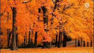 Ernesto Cortazar-Autumn Rose