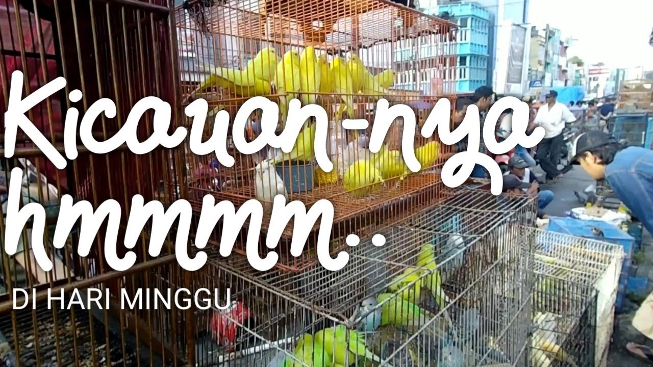 Pasar burung palembang di hari minggu